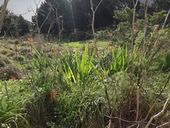 Chasmanthe floribunda