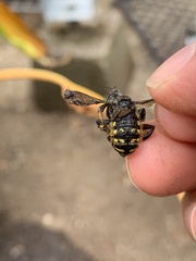 Anthidium manicatum