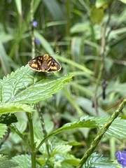 Taractrocera luzonensis