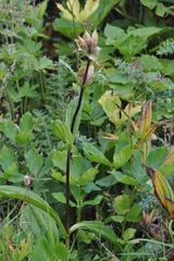 Gentiana