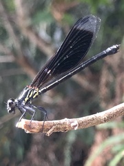 Euphaea formosa