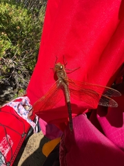 Aeshna grandis