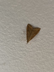 Udea ferrugalis