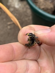 Anthidium manicatum