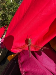 Aeshna grandis