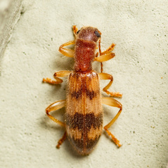 Cymatodera undulata