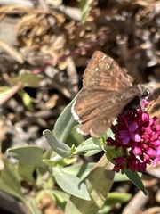 Erynnis tristis