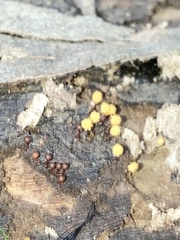 Hemitrichia calyculata