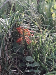 Chasmanthe floribunda