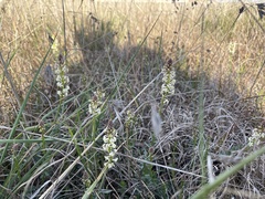 Stackhousia subterranea