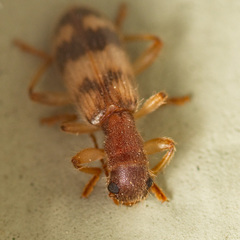 Cymatodera undulata