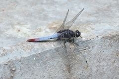 Orthetrum triangulare