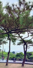Pinus luchuensis