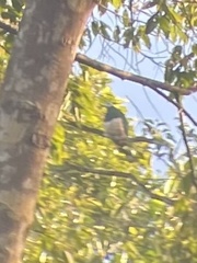 Ducula poliocephala