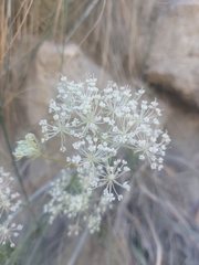 Daucus