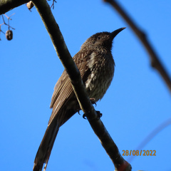 Anthochaera chrysoptera