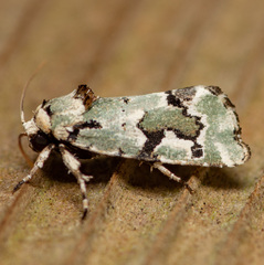 Emarginea percara