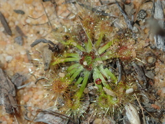 Drosera omissa