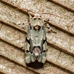 Emarginea percara