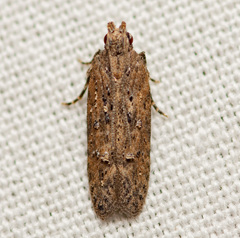 Hypatima