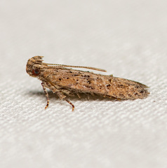 Hypatima