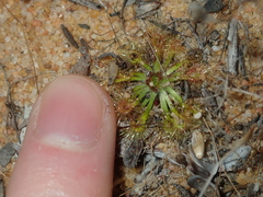 Drosera omissa