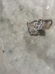Scolypopa australis