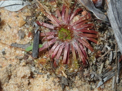Drosera omissa