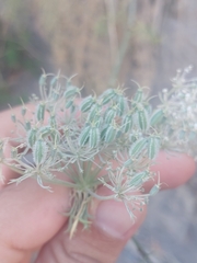 Daucus
