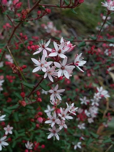 Image of Hillebrands Waxflower (Leionema hillebrandii) by no rights reserved