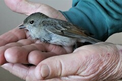 Pachycephala pectoralis