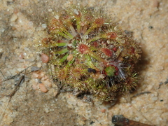 Drosera omissa