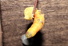 Marumba echephron