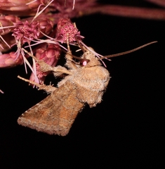 Lacinipolia meditata