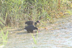 Porphyrio porphyrio