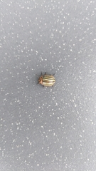 Leptinotarsa decemlineata