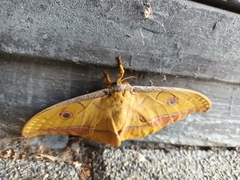 Antheraea yamamai