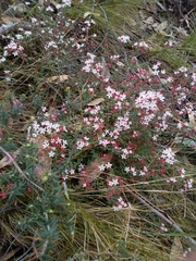 Leionema hillebrandii