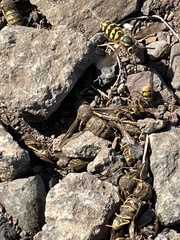 Vespula pensylvanica