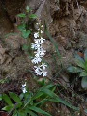 Holothrix parviflora