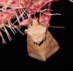 Lacinipolia meditata