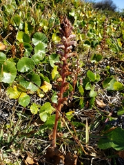Orobanche