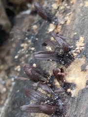 Stemonitis splendens