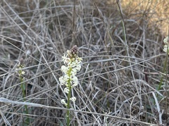 Stackhousia subterranea