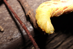 Marumba echephron