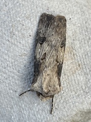Agrotis puta