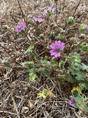Geranium molle