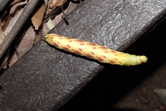 Marumba echephron
