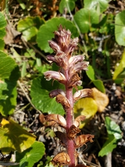 Orobanche
