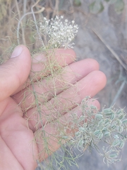 Daucus